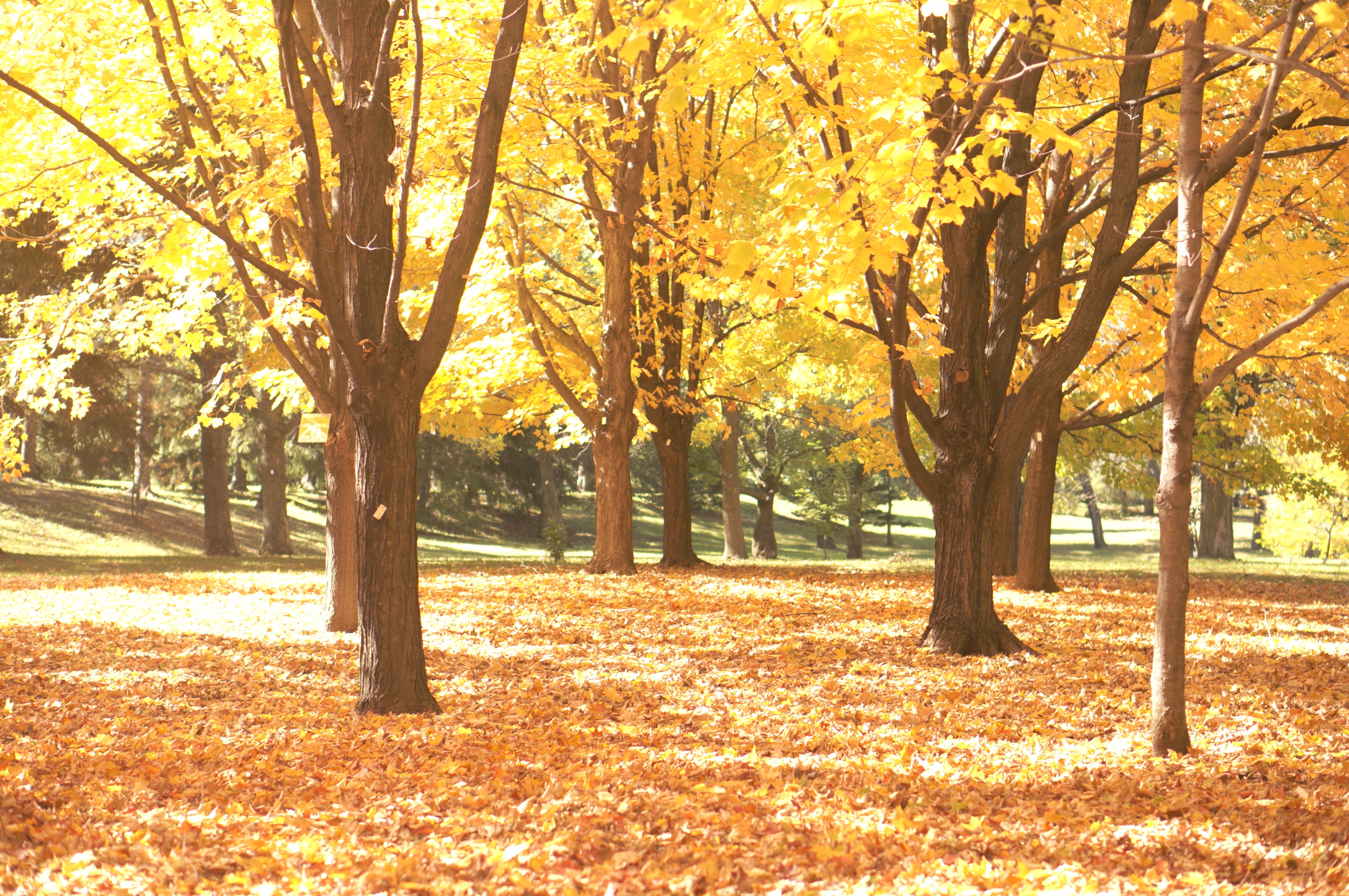 Botanic Garden Foliage
